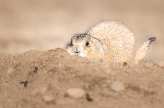 Prairie dog in the wild