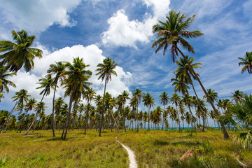 Obraz premium Panorama of palm grove at the paradise beach of Caribbean Sea at Saona island, Dominican Republic 