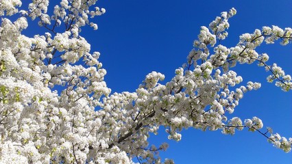 Spring Trees in Sacramento