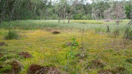 Naklejka na ściany i meble Chroniona roślinność torfowiska w rezerwacie przyrody Bagno Przecławskie