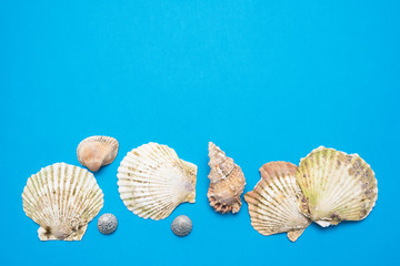 Seashells on the blue flat lay abstract background.