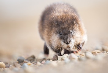 Muscrat in the spring