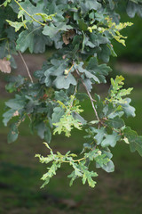 A branch of on oak with green immature acorns
