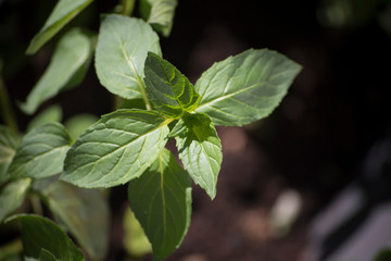 Fresh mint in a close up