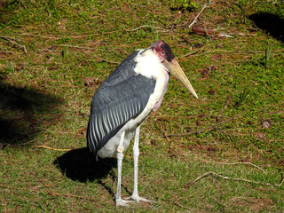 Marabou Stork Also Known as the Undertaker Bird