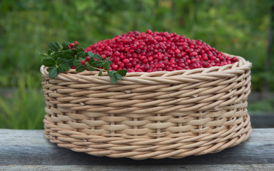 Fototapeta na wymiar Large wicker basket with lingonberries.