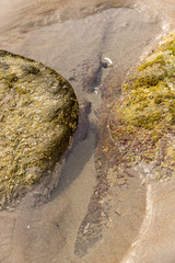 seaweed Covered Rocks at Low Tide