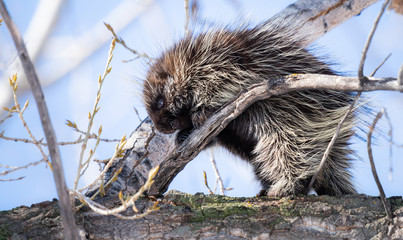 Porcupine in the wild