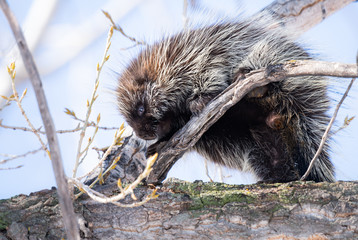Porcupine in the wild