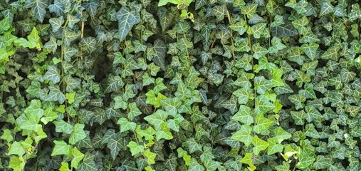 green ivy on wall
