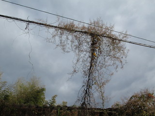 電線に絡まるツタ
