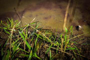 frog in a puddle hiding behind some grass