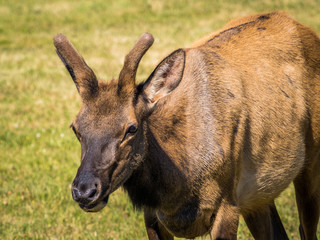 Herd of Roosevelt Elks grazing on a field in a small village in the Cascade mountains