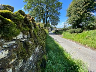 View from the roadside, down a country lane, with trees and wild plants in, Hetton, Skipton, UK
