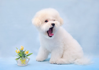 Bichon Frise puppy sits in front of a beautiful blue background, next to a jug of flowers