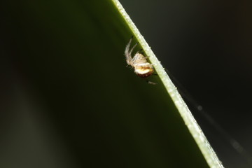 spider on leaf