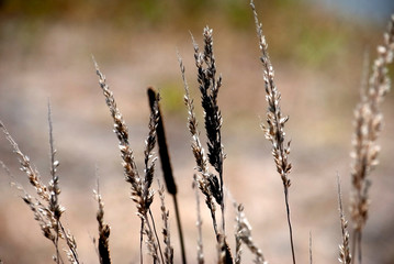 Fototapeta premium dry grass on the roadside
