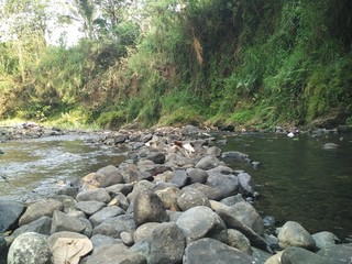 river in a very clear forest without waste pollution