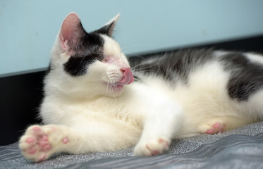 black and white blind cat