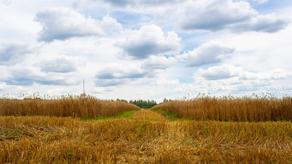 Field of golden ripe dry wheat ready for harvest, against a blue sky with clouds on a sunny day. Road between yellow fields with seeds of cereal crops in the collective farm