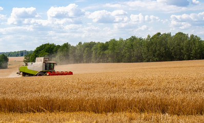 Combine harvester harvests ripe wheat in field, against of trees and blue sky with clouds...