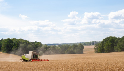 Combine harvester in distance harvests ripe wheat in field, against of trees and blue sky with...