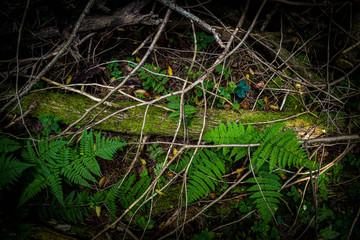 top view of wild ferns