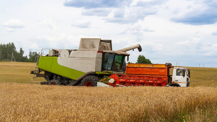 Collecting wheat grain with a modern combine, unloading seeds into a truck. Harvesting grain crops with a combine harvester on the field, against the background of trees and blue sky with clouds
