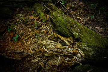 overhead of a rotted out tree