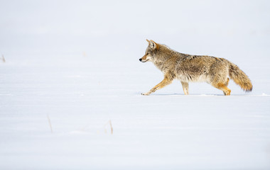 Fototapeta premium Coyote in the wild