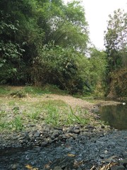 river in a very clear forest without waste pollution