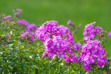 Purple flowers phlox paniculata. Flowers of purple phlox in the garden, sunlight