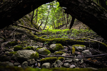 mossy dried riverbed