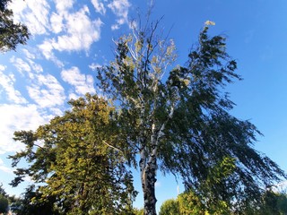 Obraz premium Birch tree