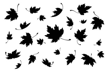 Maple leaves. Autumn background template with flying and falling leaves. Black silhouette. Isolated. Vector - 373350212