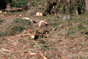 Deforestation concept. Stump of tree after cutting forest.