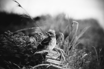 A black and white photo of a sparrow on the ground