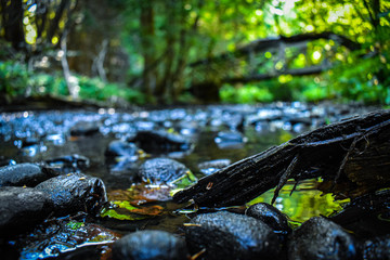rocks and a stick in a river