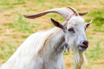 Russian White, breed of dairy goat. Portrait of white goat, Improved Northern Russian