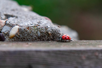 ladybug on a bench