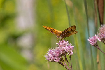 Great Spangled Fritillary feeding	
