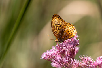 Great Spangled Fritillary feeding	
