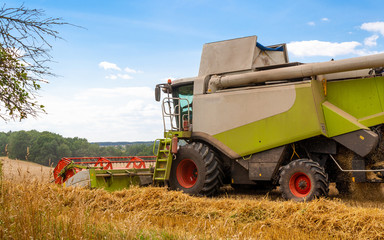 Obraz premium Combine harvester harvests ripe wheat in field of trees and beautiful blue sky with clouds. Reaping machine. Procurement of cereal seeds by combine for flour production. Side view, close up