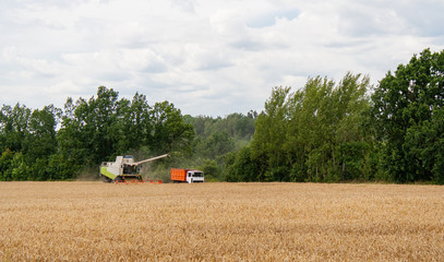 Obraz premium Collecting wheat grain with modern harvester unloading seeds into truck trailer in distance. Harvesting grain crops with combine harvester on field against background of tree and blue sky with clouds