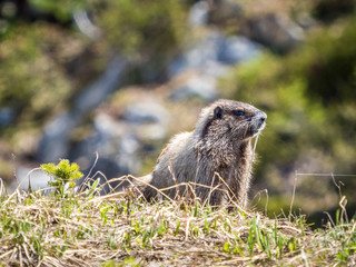 Marmot in the grass of alpine meadow in Mount Rainier National Park
