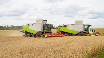 Fototapeta premium Two combine harvesters harvests ripe wheat in the field, background of the forest and sky with clouds. Collecting seeds of cereals with special equipment on the farm. Side view. Banner for site. 