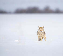 Fototapeta premium Coyote in the wild