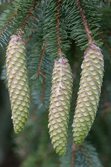 New cones in Fir Tree