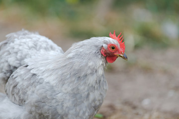 4 -Close up of pet grey pekin bantam chickens face showing colorful red comb and wattle.