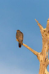 Peregrine Falcon in cypress tree